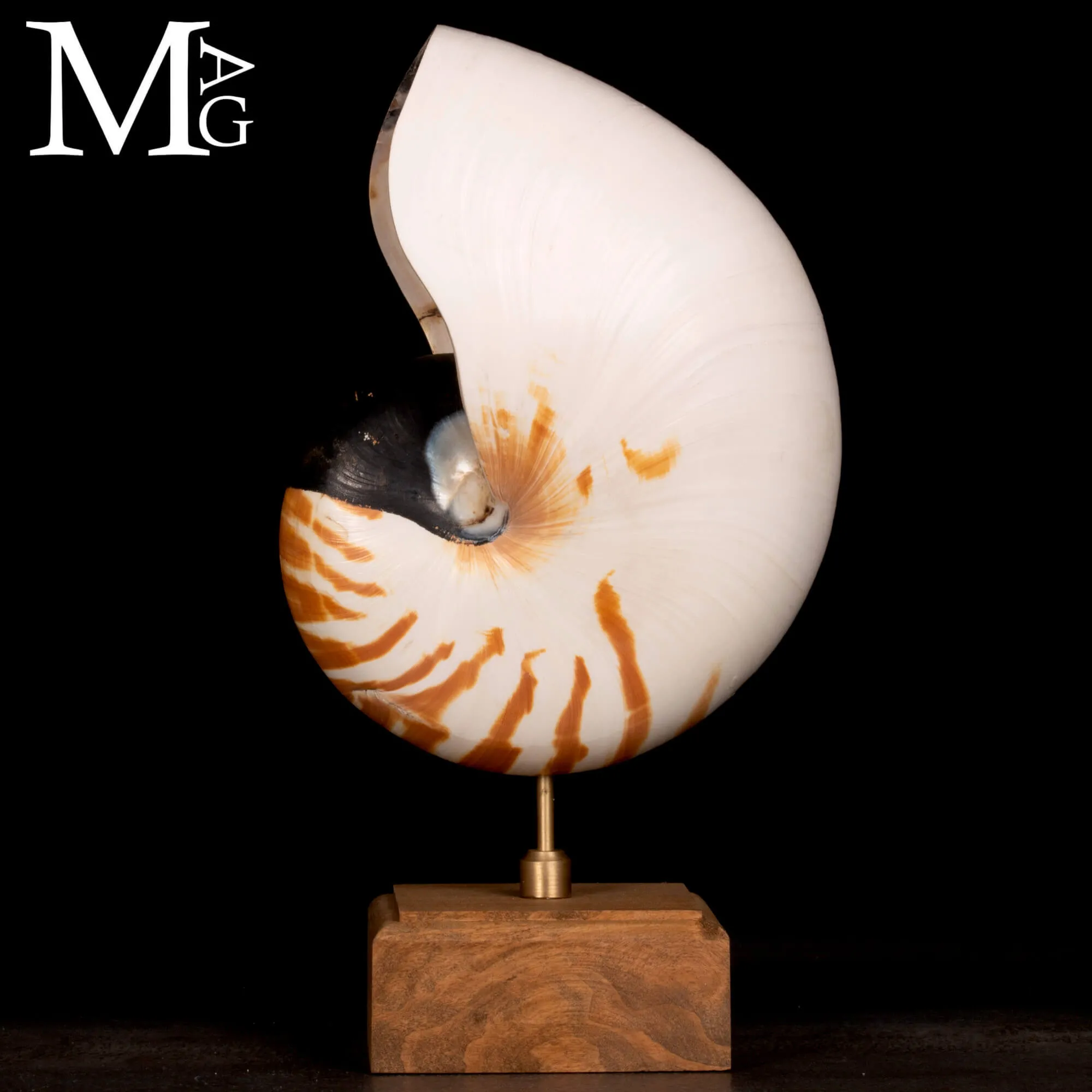 Nautilus montato su base in legno.