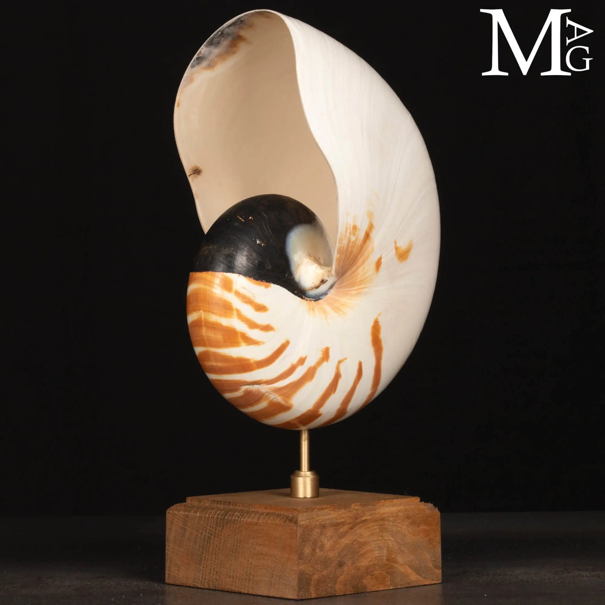 Nautilus montato su base in legno.