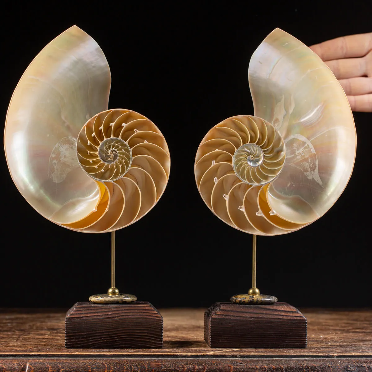 Nautilus Pompilius su Piedistallo