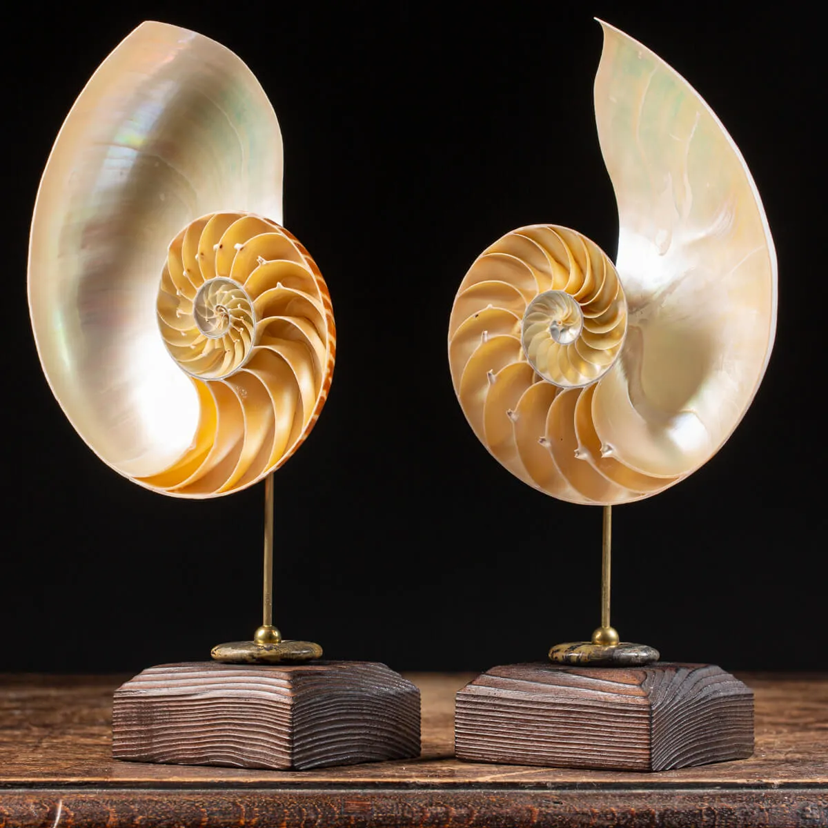 Nautilus Pompilius su Piedistallo