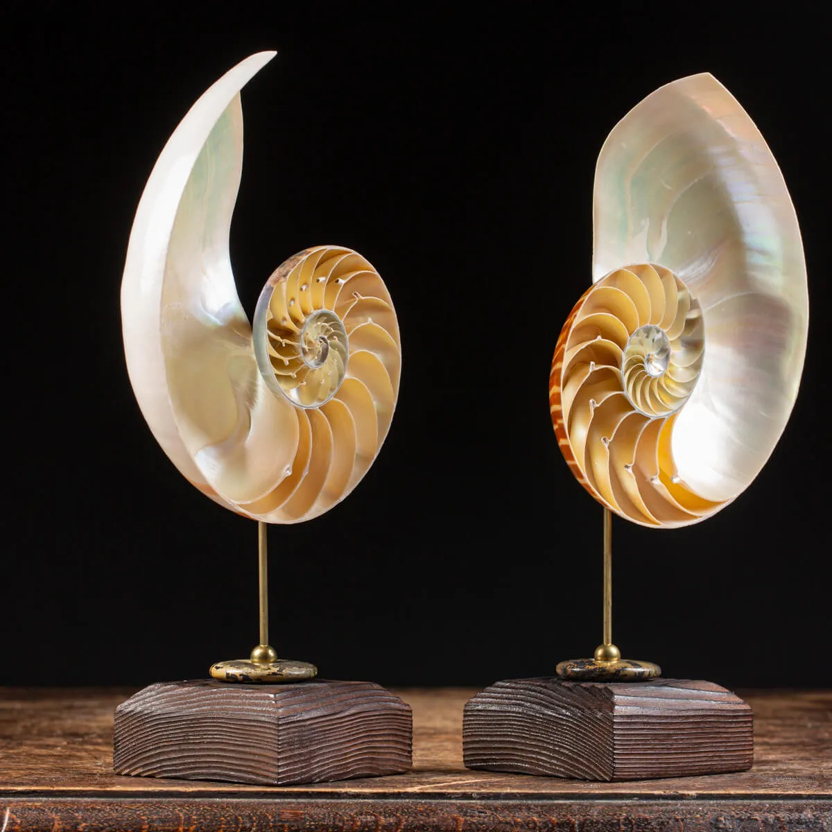 Nautilus Pompilius su Piedistallo