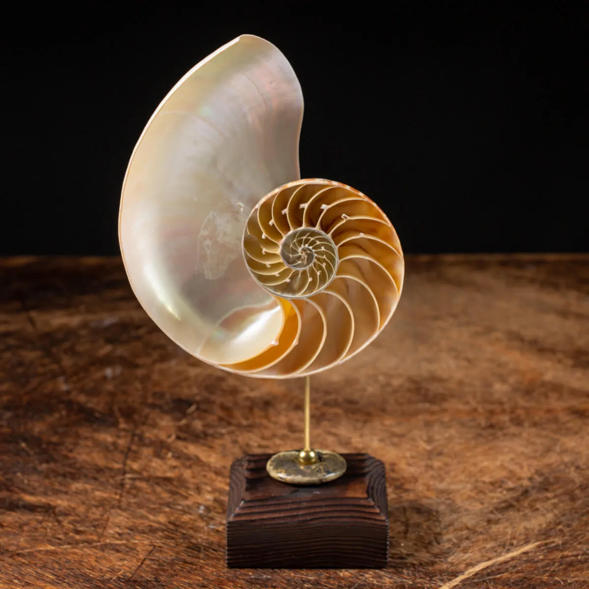 Nautilus Pompilius su Piedistallo