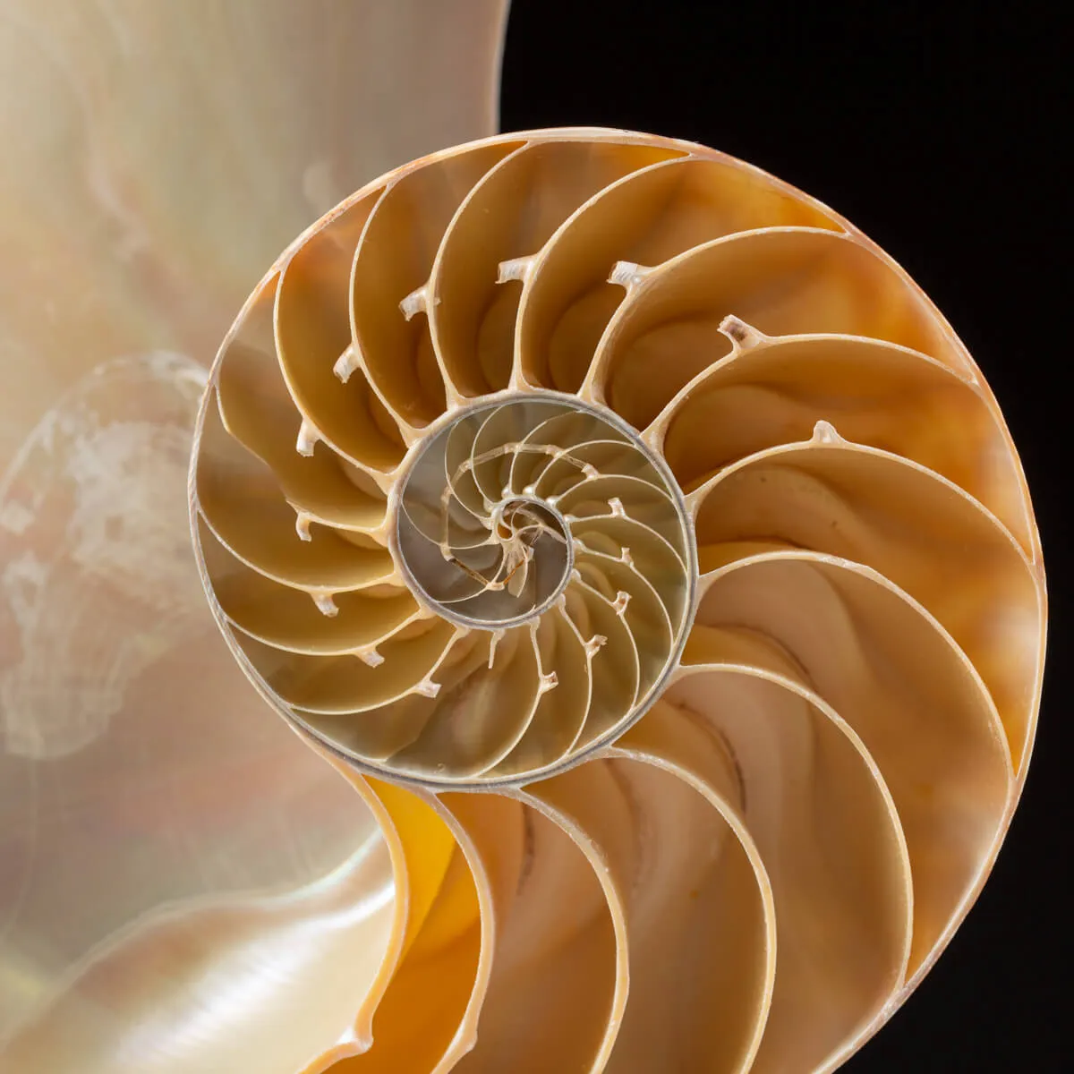 Nautilus Pompilius su Piedistallo