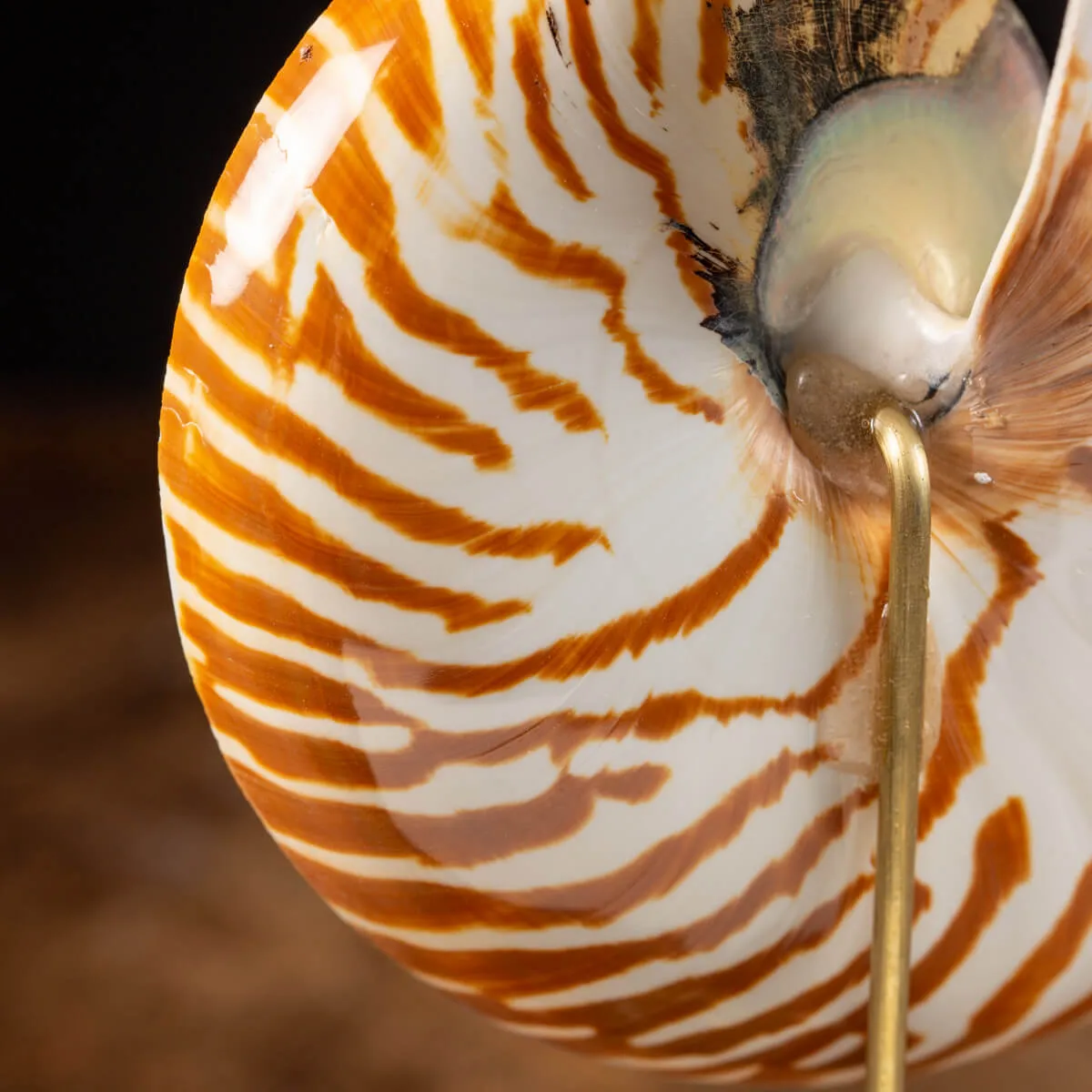 Nautilus Pompilius su Piedistallo
