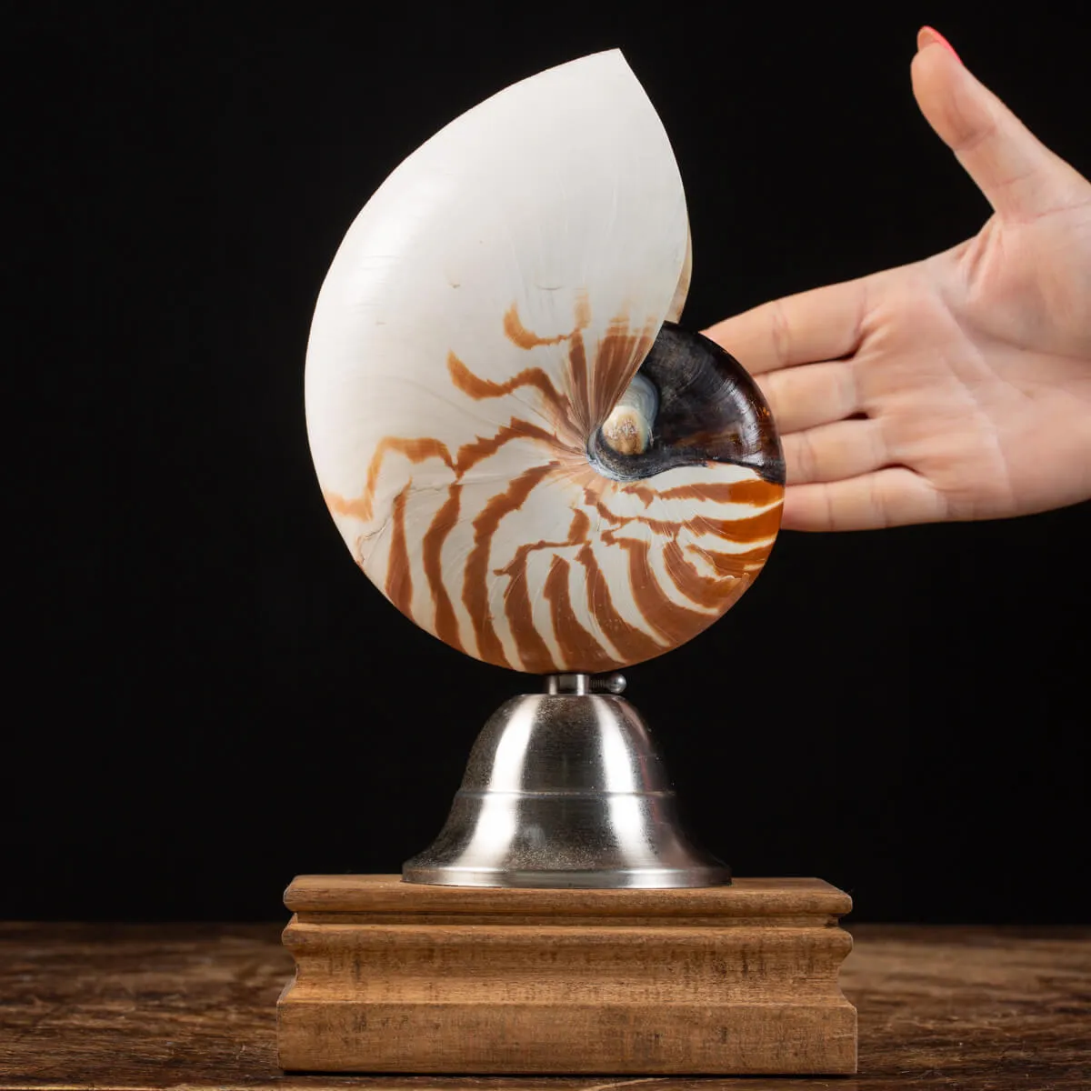 Nautilus Pompilius su Piedistallo