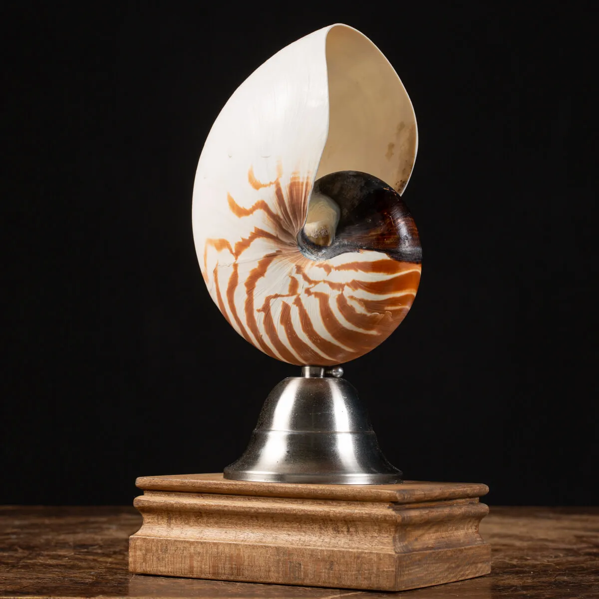 Nautilus Pompilius su Piedistallo