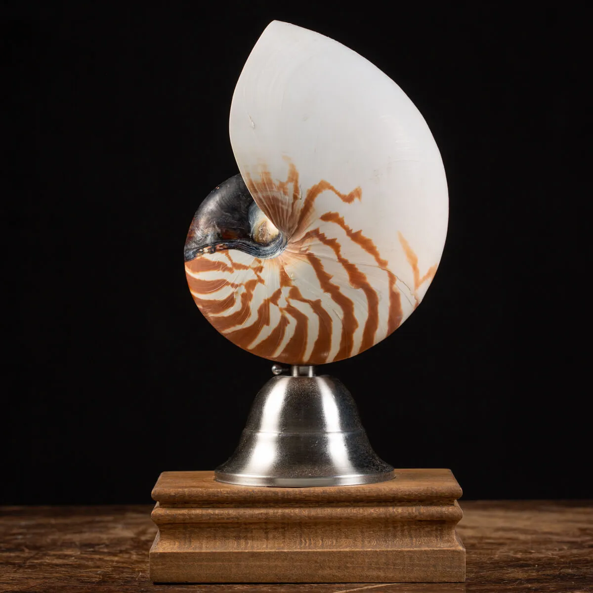 Nautilus Pompilius su Piedistallo