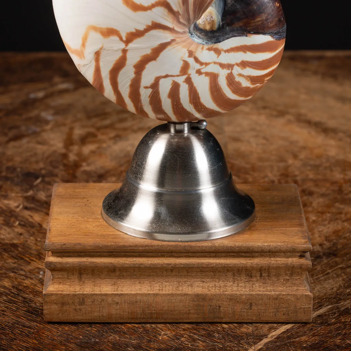 Nautilus Pompilius su Piedistallo