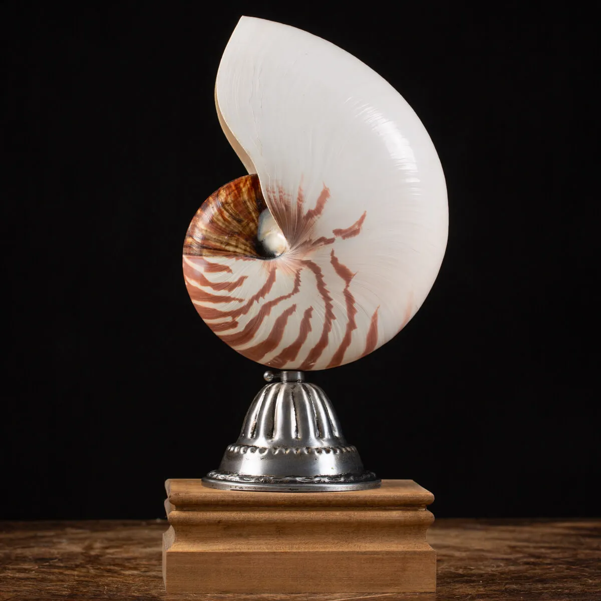 Nautilus Pompilius su Piedistallo