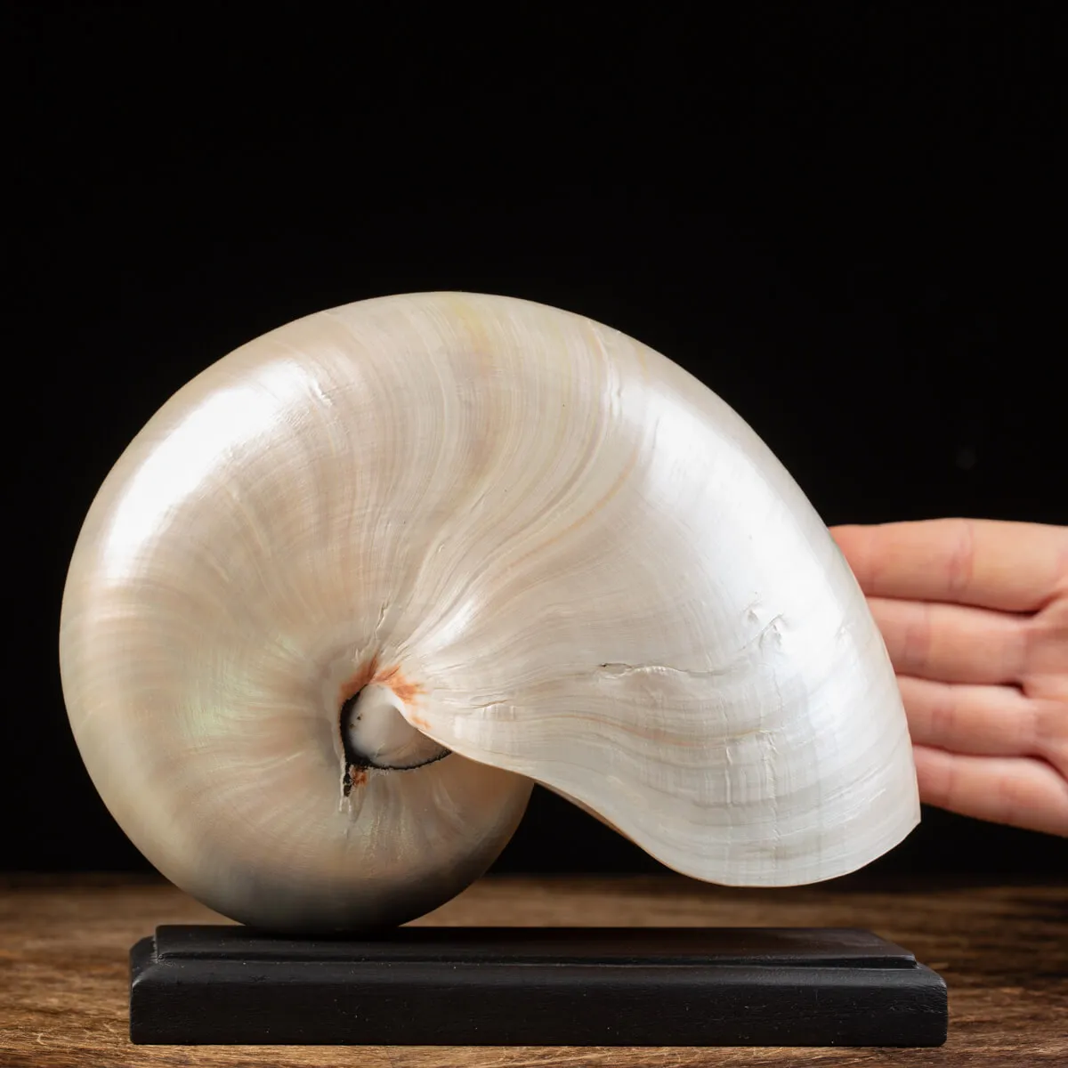 Nautilus Pompilius su base