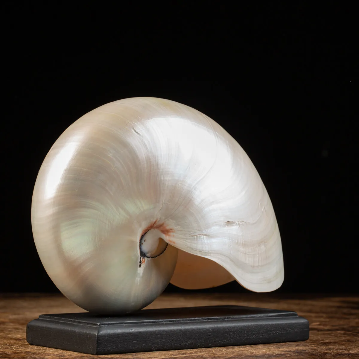 Nautilus Pompilius su base