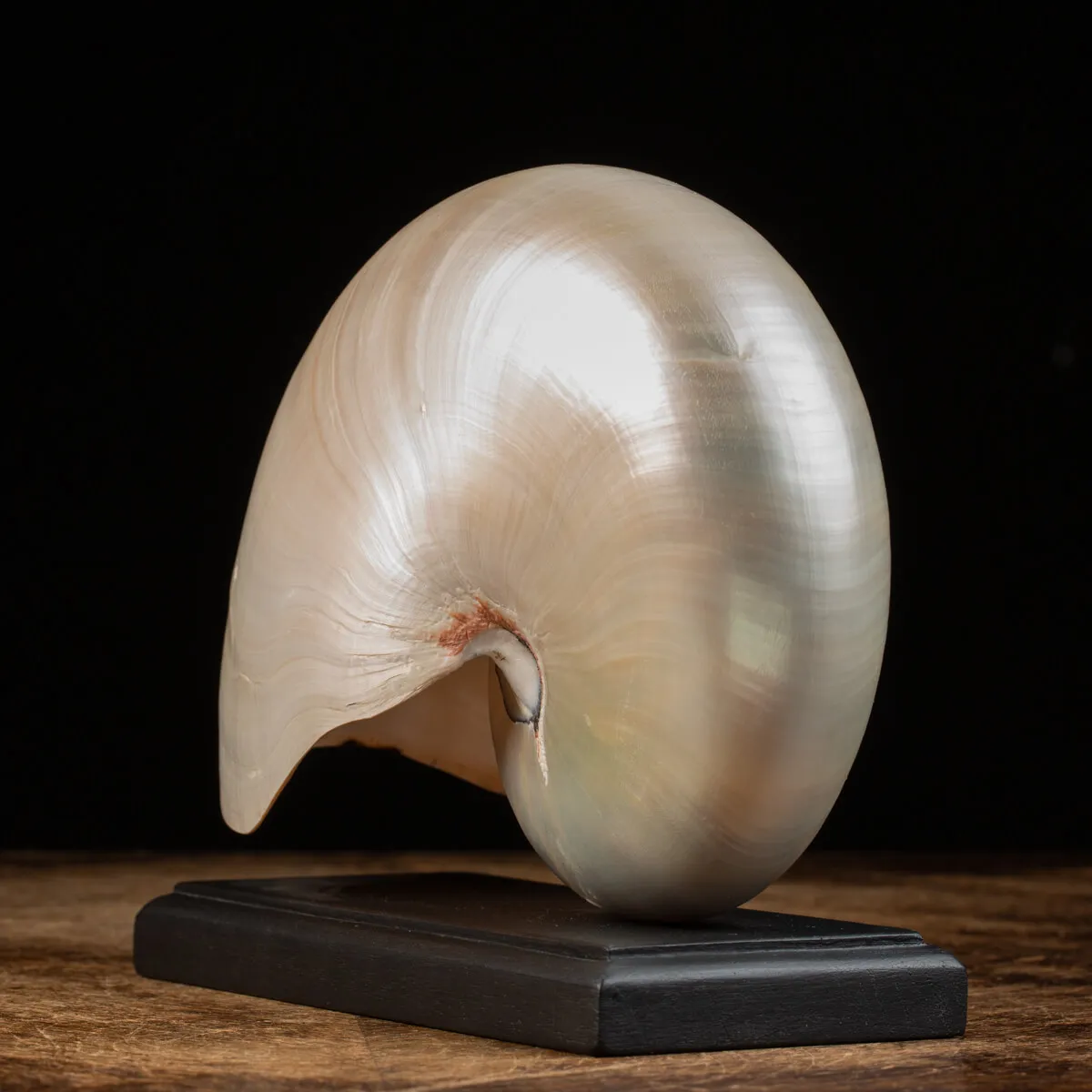 Nautilus Pompilius su base