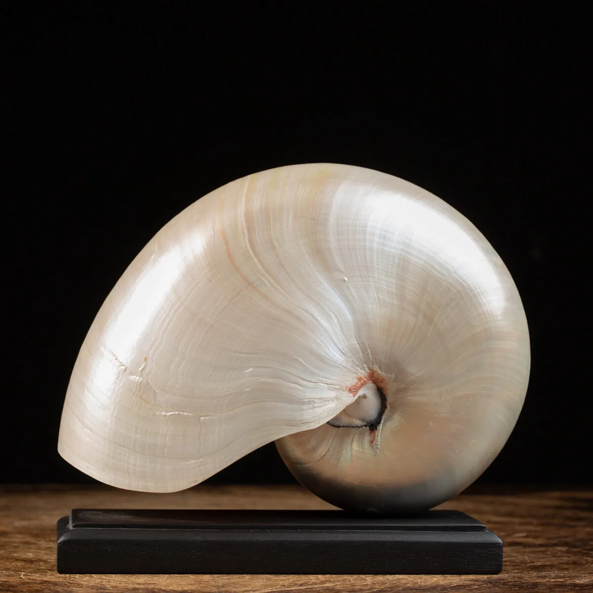 Nautilus Pompilius su base