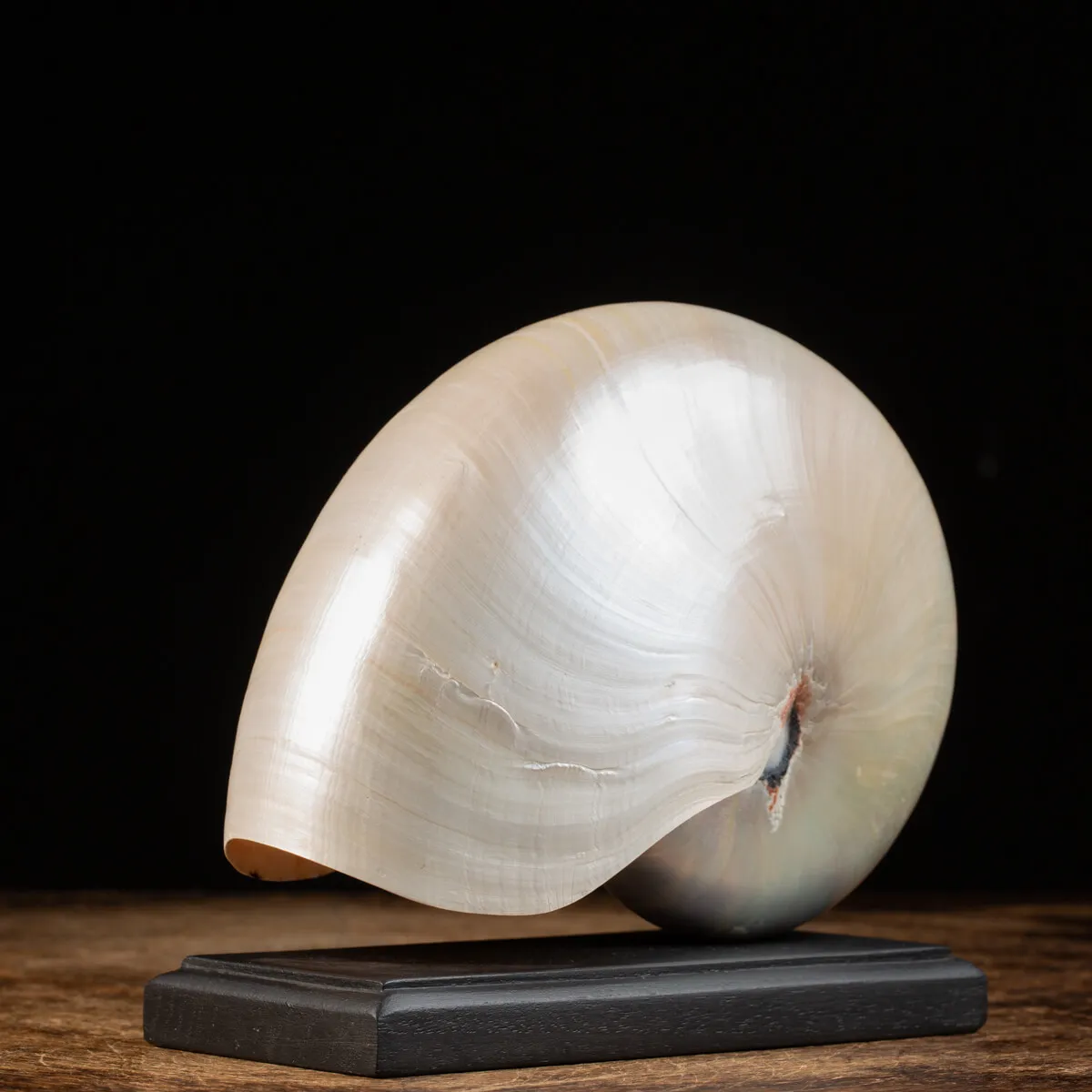 Nautilus Pompilius su base