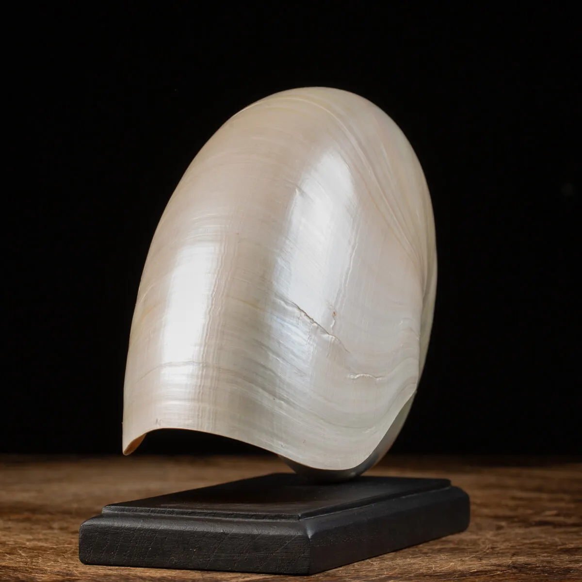 Nautilus Pompilius su base