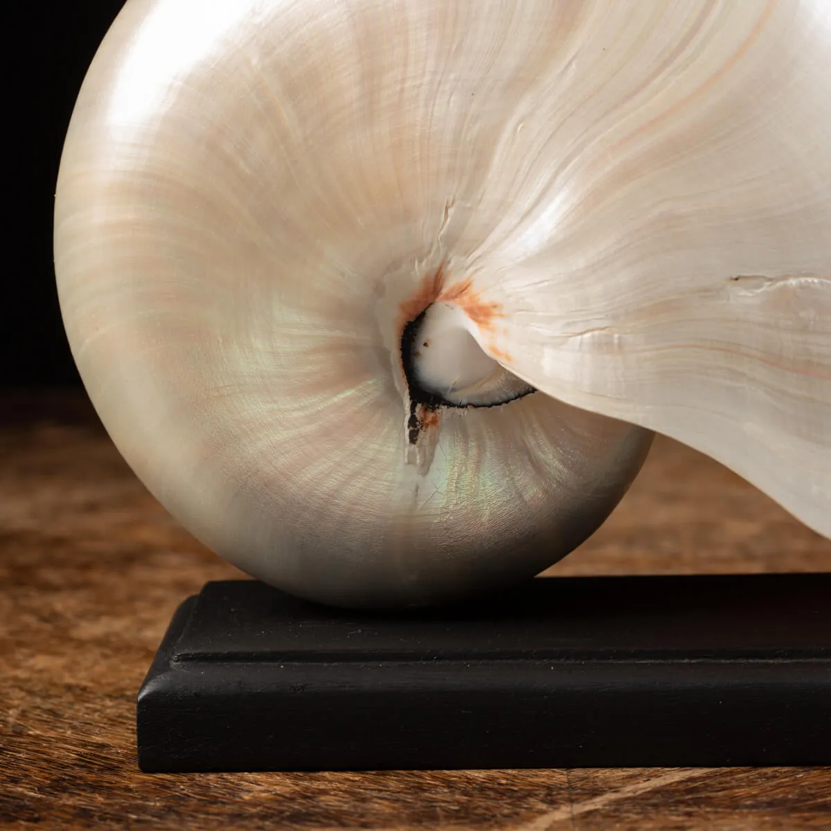 Nautilus Pompilius su base