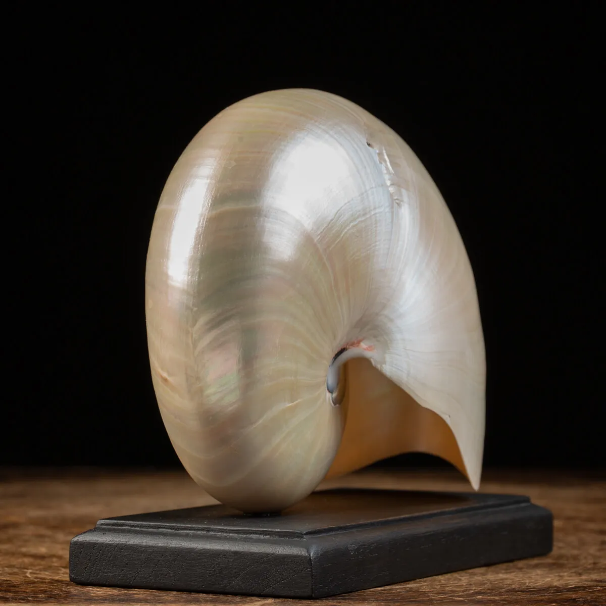 Nautilus Pompilius su base