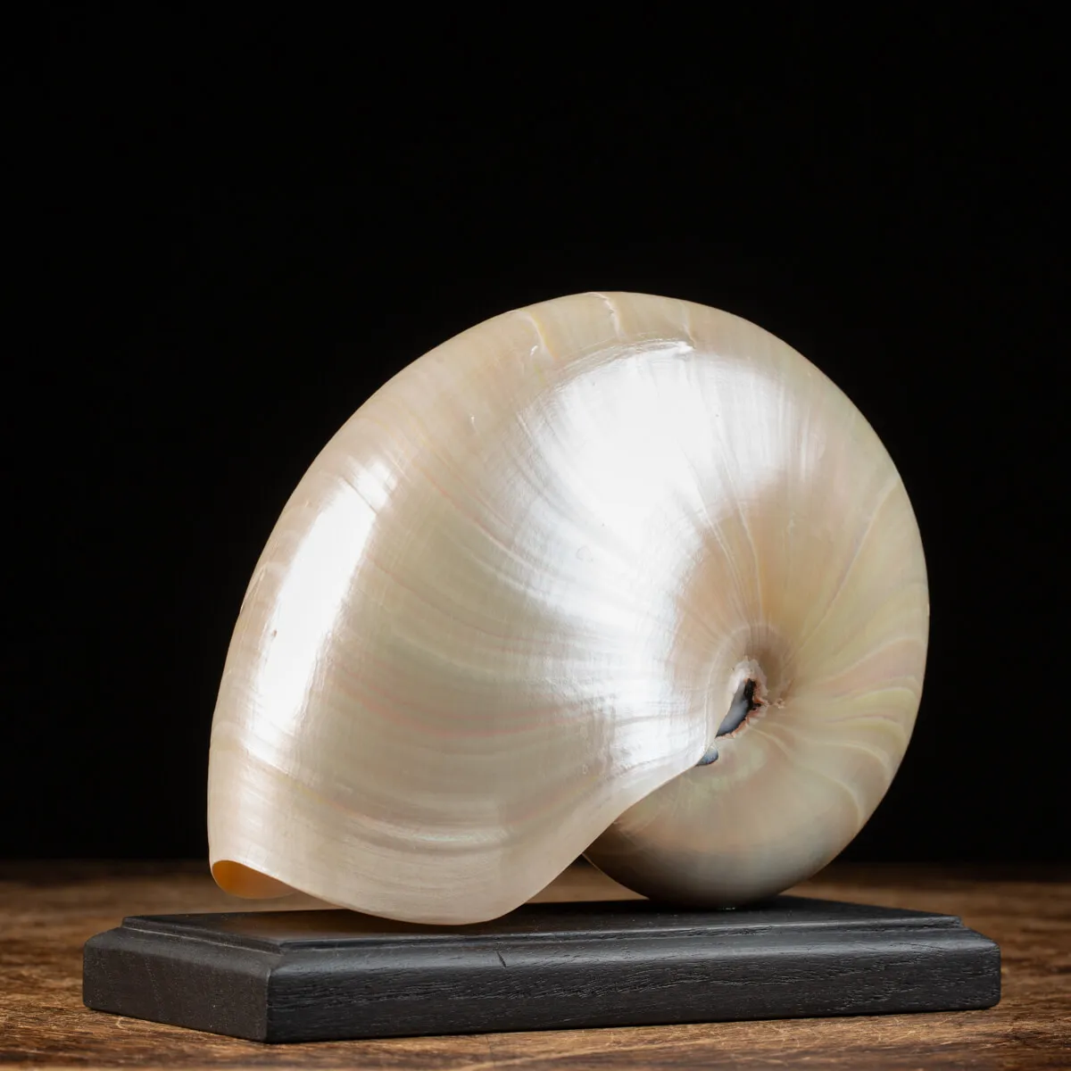 Nautilus Pompilius su base