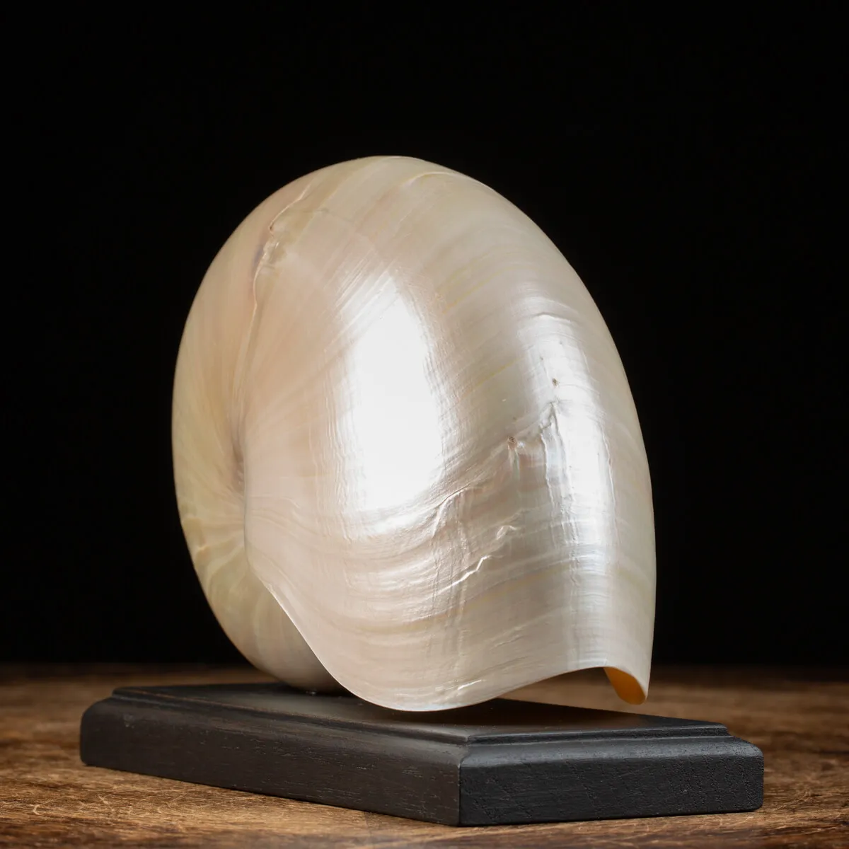 Nautilus Pompilius su base