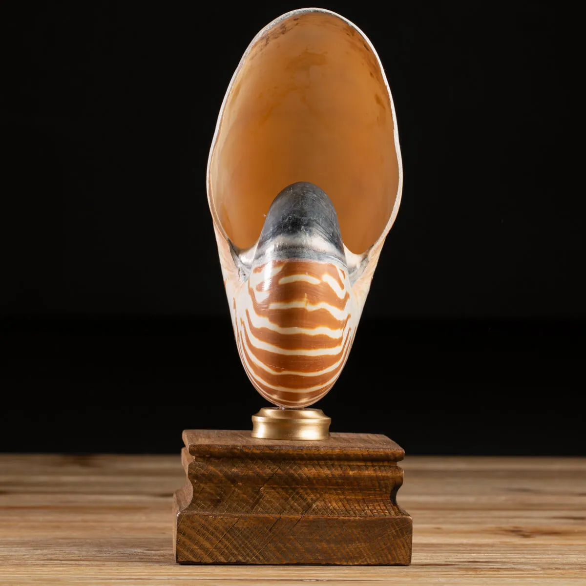 Nautilus Pompilius su Piedistallo