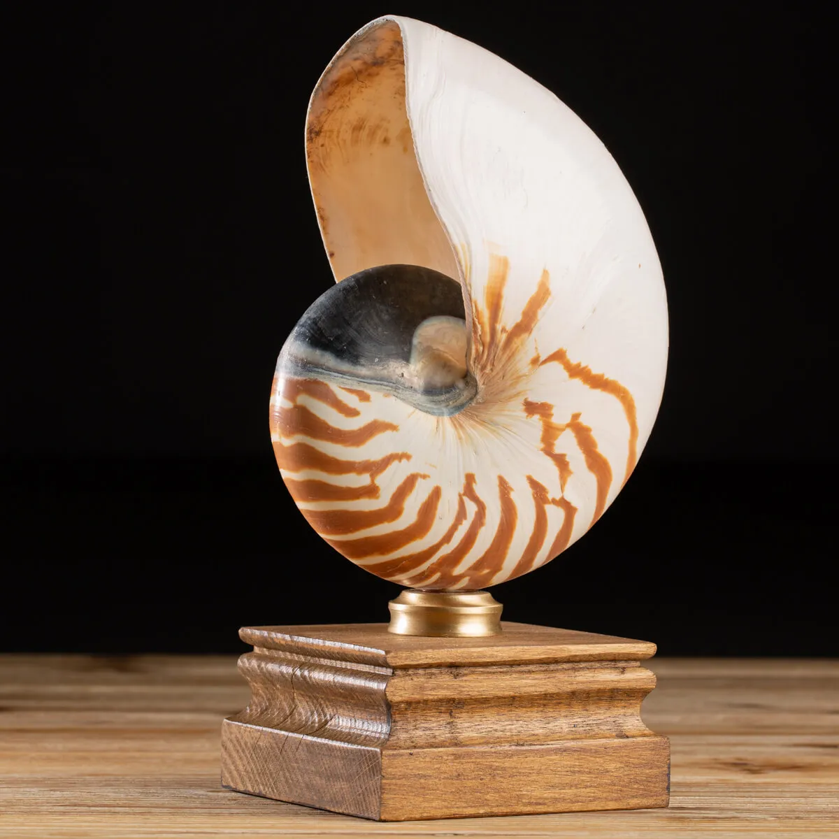 Nautilus Pompilius su Piedistallo
