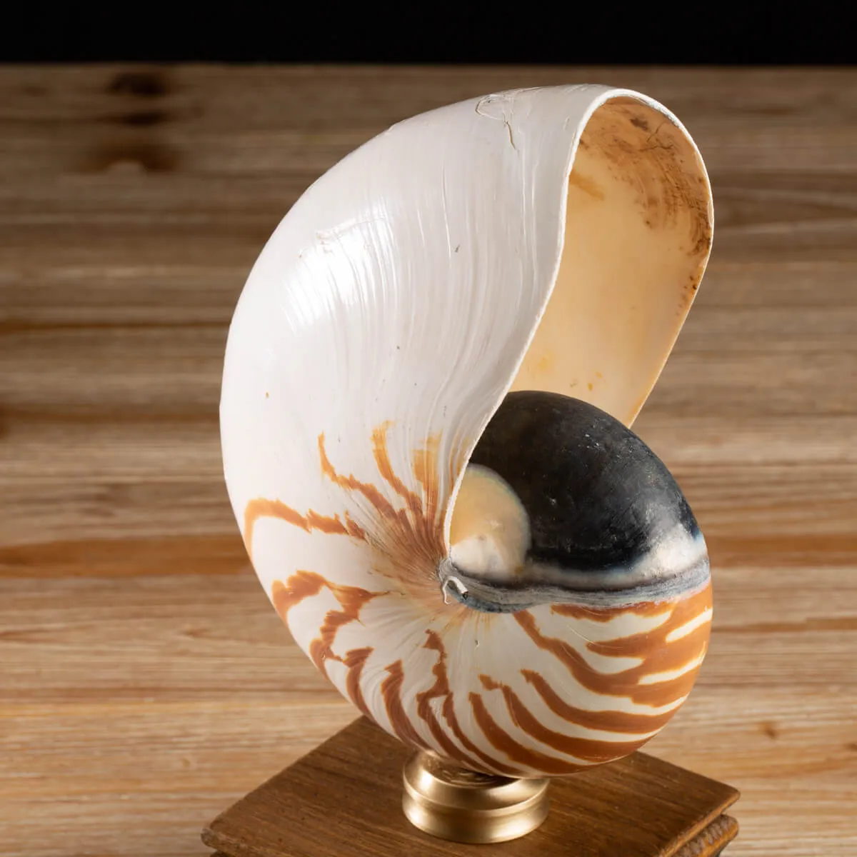 Nautilus Pompilius su Piedistallo