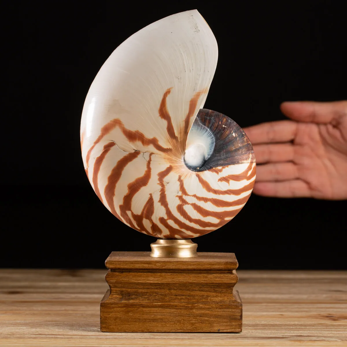 Nautilus Pompilius su Piedistallo