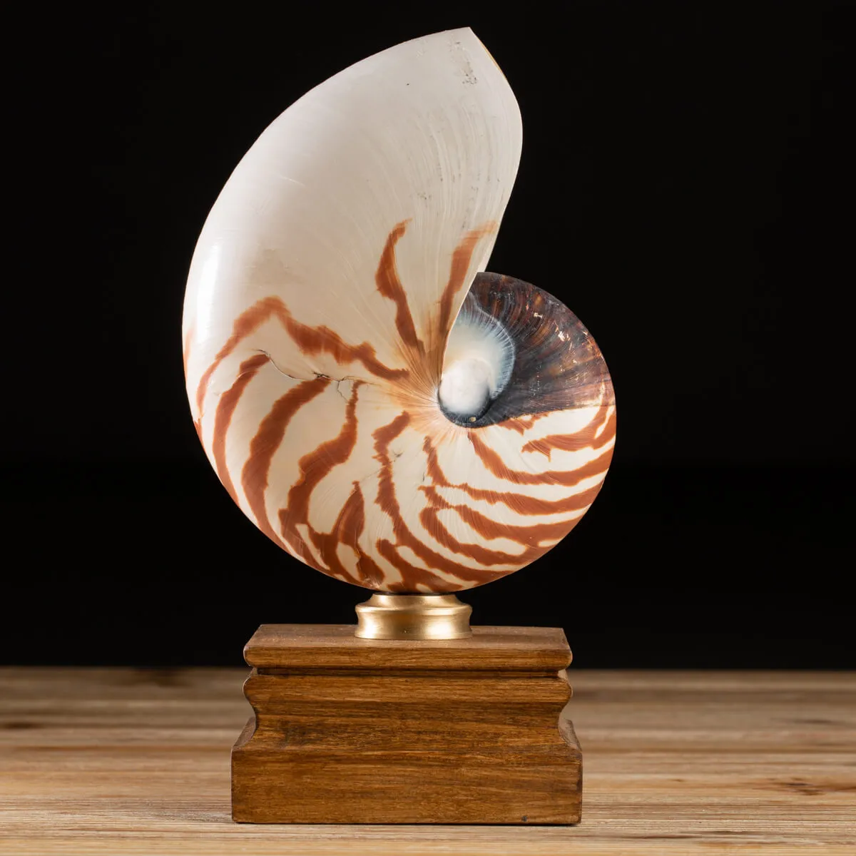 Nautilus Pompilius su Piedistallo