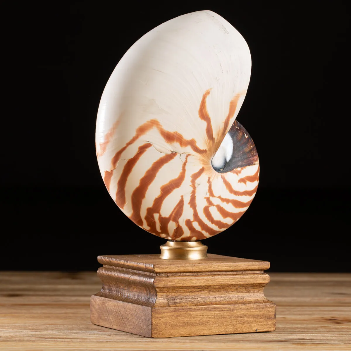 Nautilus Pompilius su Piedistallo