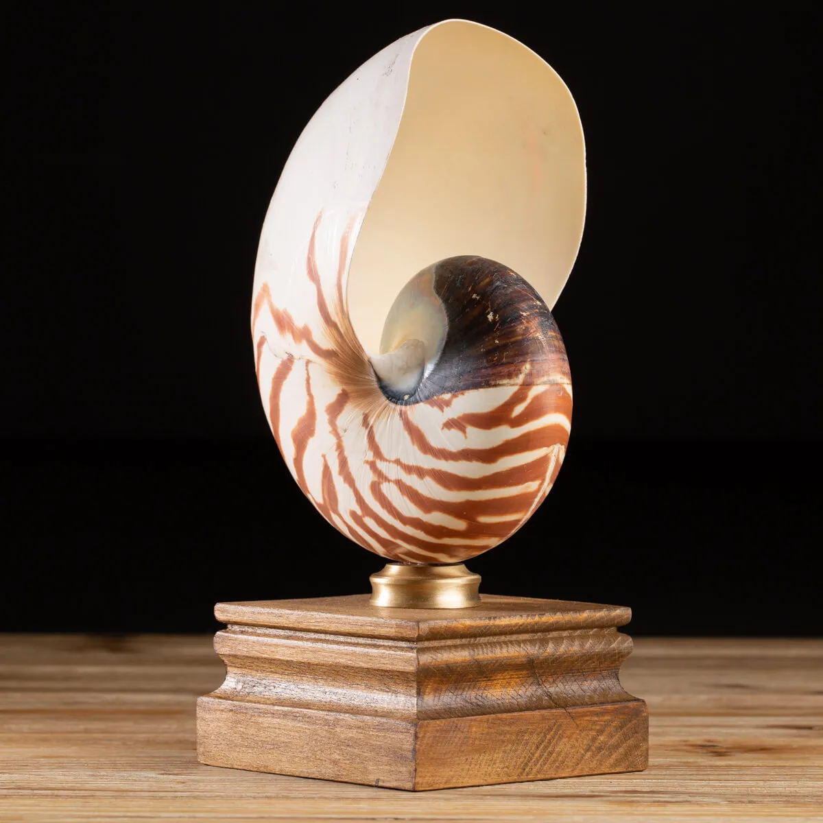 Nautilus Pompilius su Piedistallo