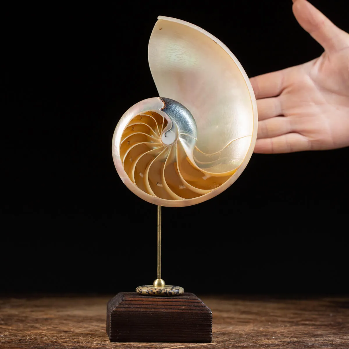 Nautilus Pompilius su Piedistallo