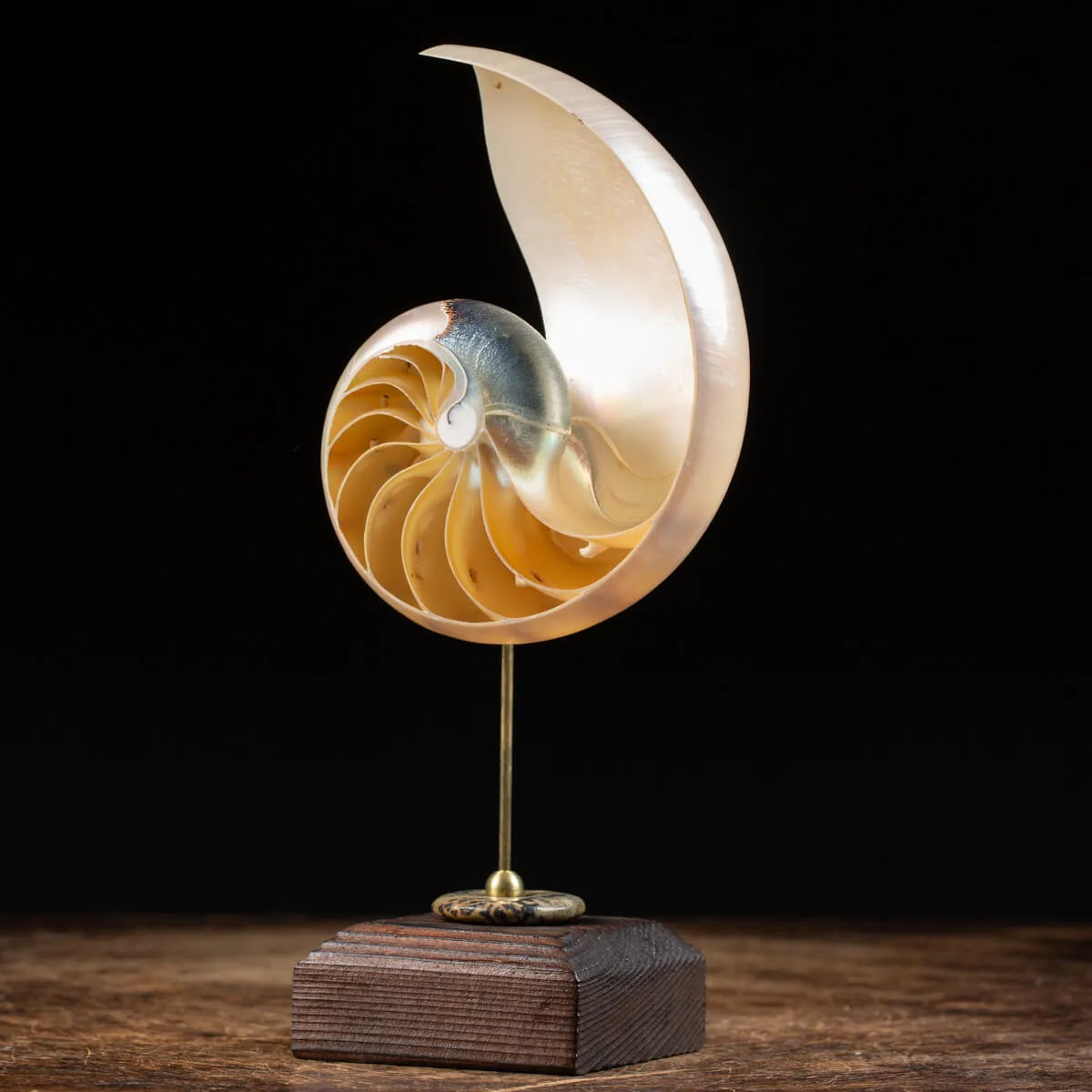 Nautilus Pompilius su Piedistallo