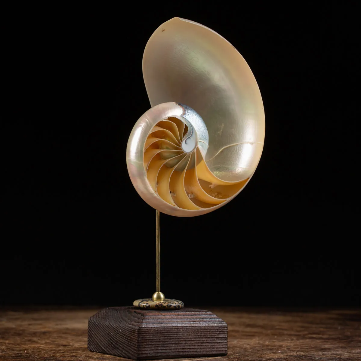 Nautilus Pompilius su Piedistallo