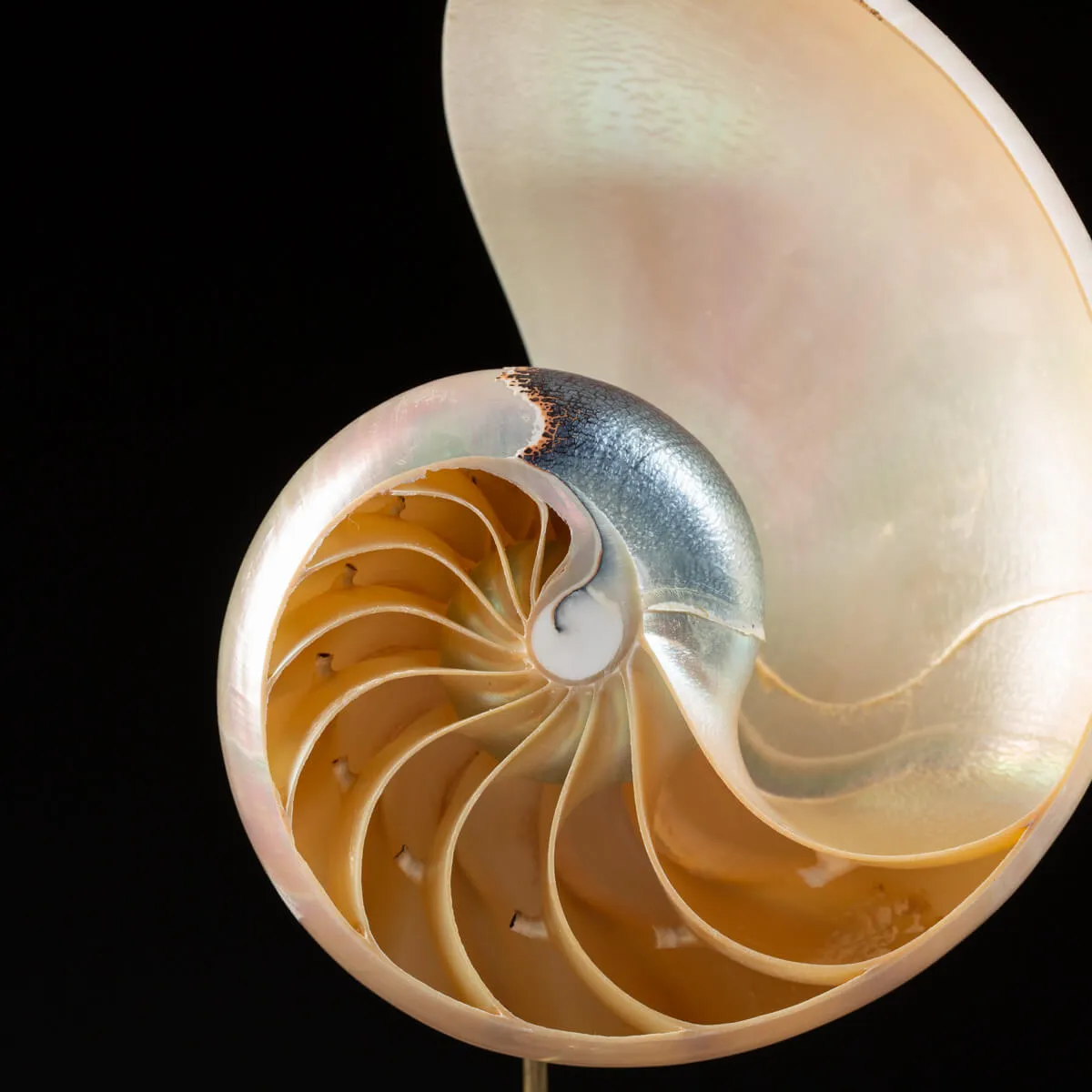 Nautilus Pompilius su Piedistallo