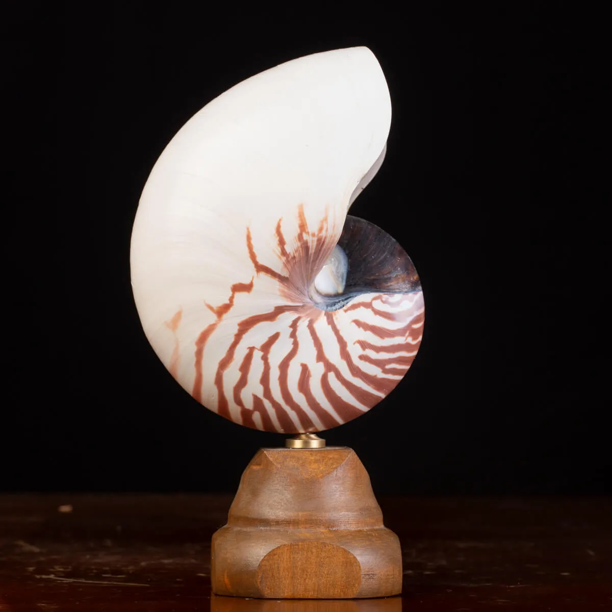 Nautilus Pompilius il Fossile Vivente.