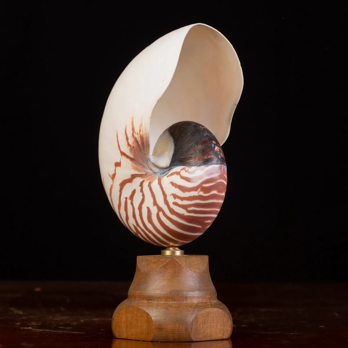 Nautilus Pompilius il Fossile Vivente.