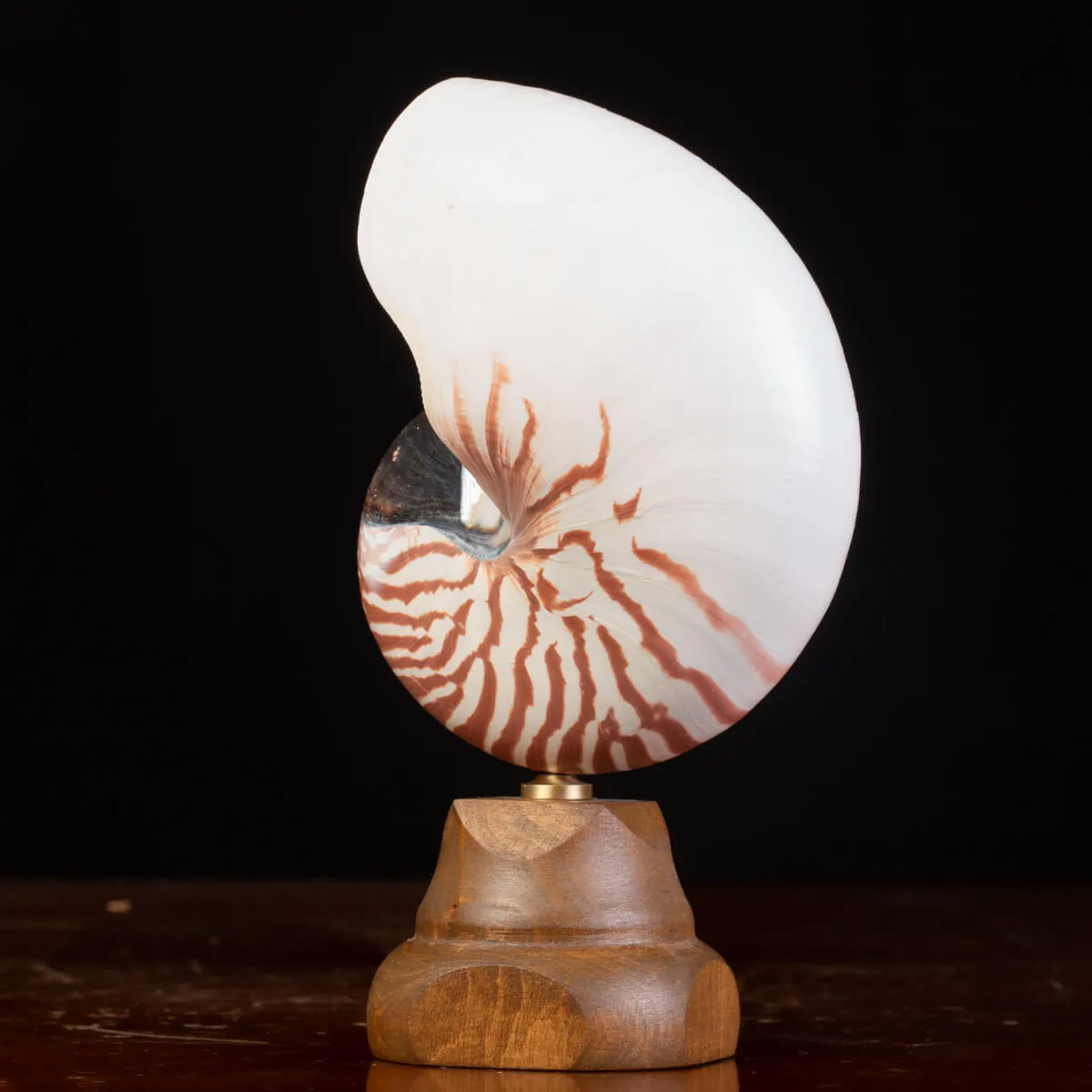 Nautilus Pompilius il Fossile Vivente.