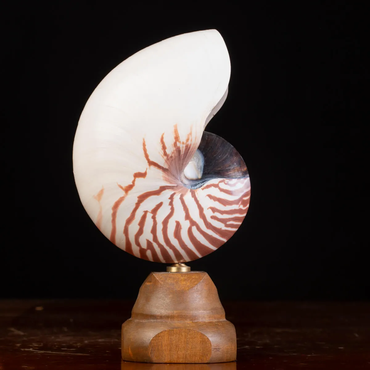 Nautilus Pompilius il Fossile Vivente.
