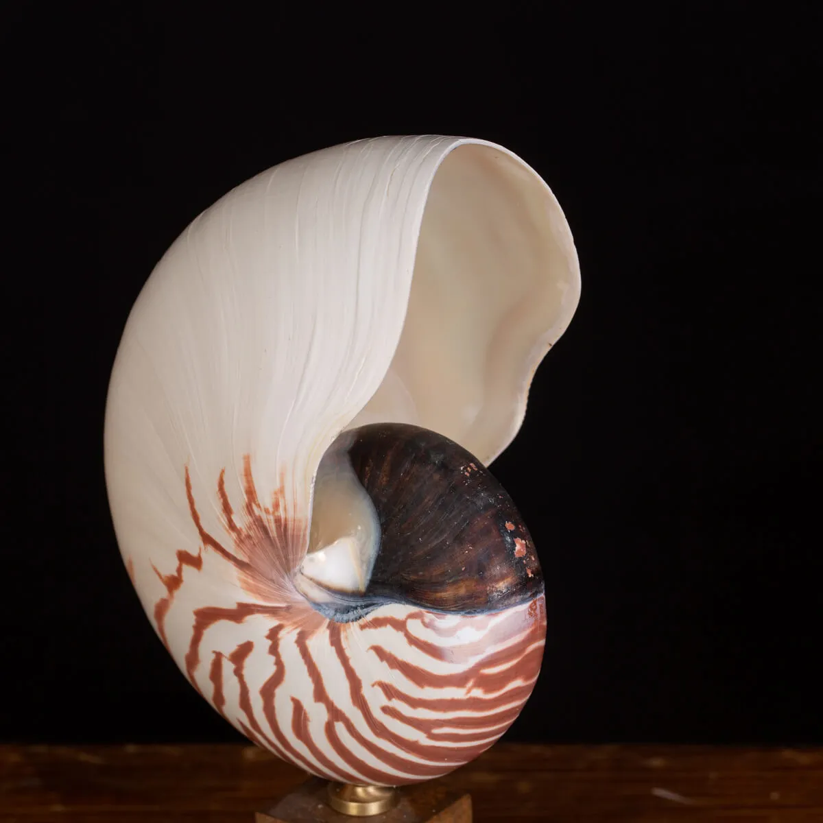 Nautilus Pompilius il Fossile Vivente.