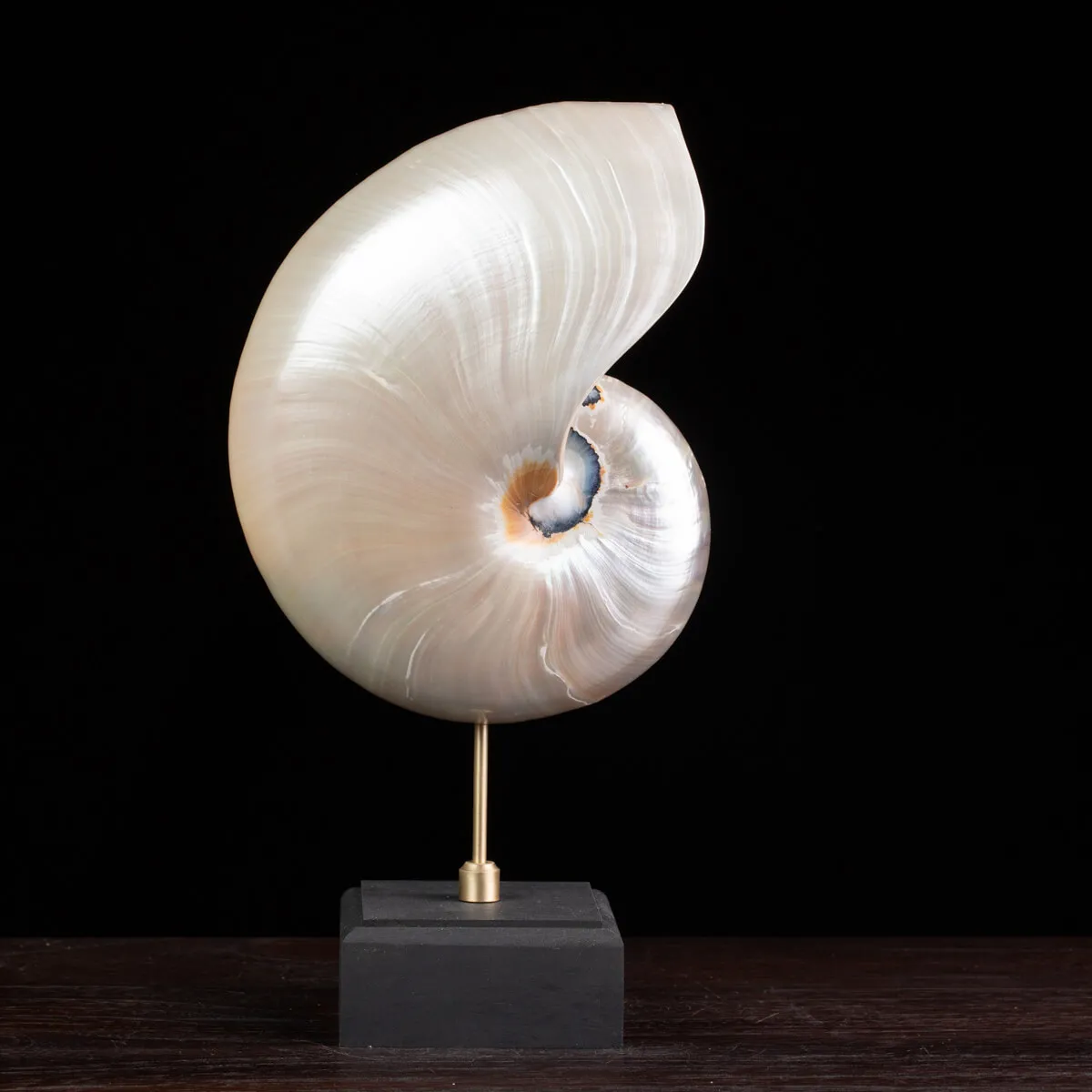 Nautilus in Madreperla su Base Decorativa: Eleganza Moderna dal Fascino Settecentesco.