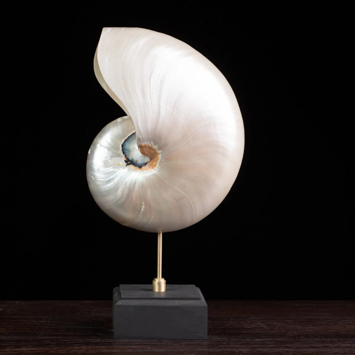Nautilus in Madreperla su Base Decorativa: Eleganza Moderna dal Fascino Settecentesco.