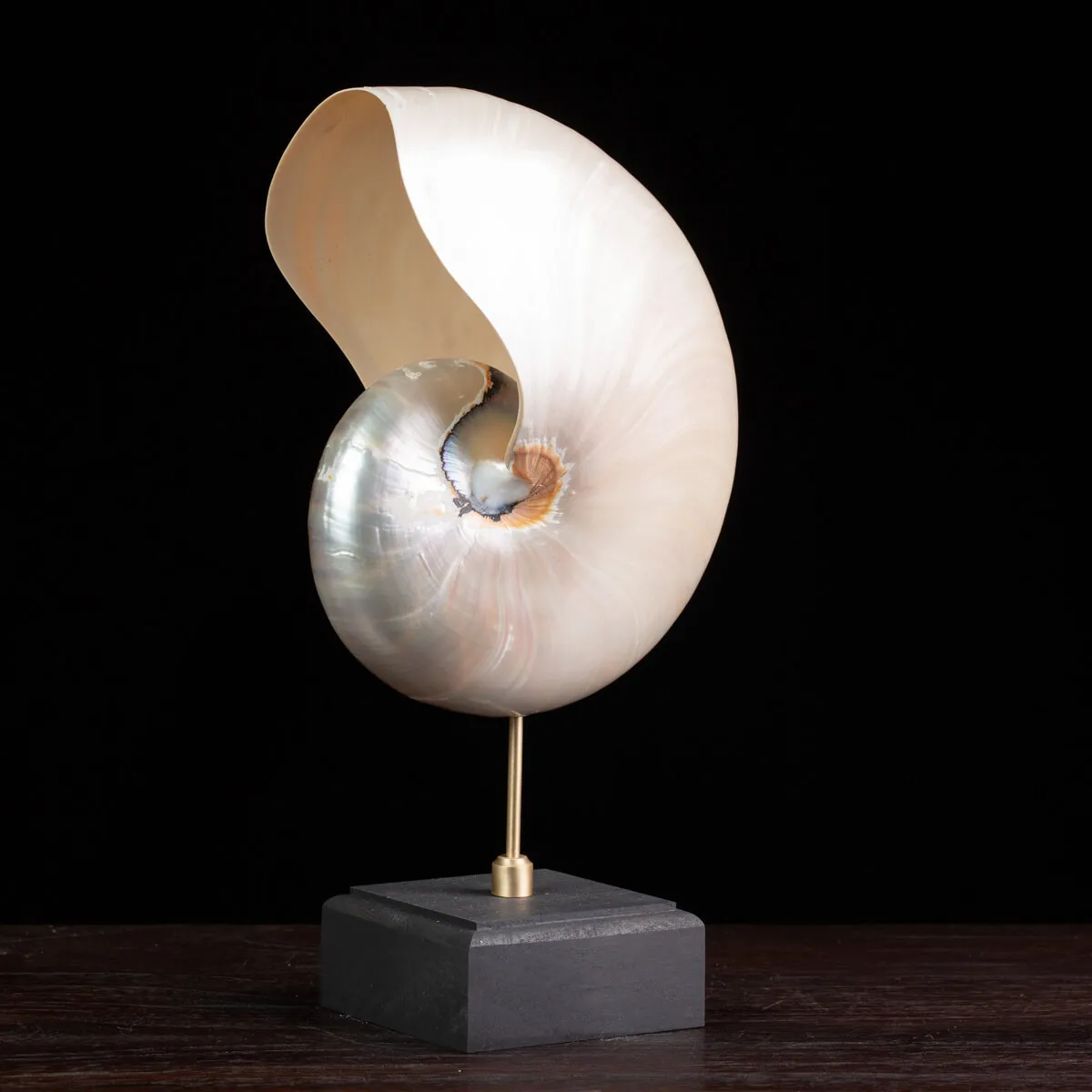 Nautilus in Madreperla su Base Decorativa: Eleganza Moderna dal Fascino Settecentesco.