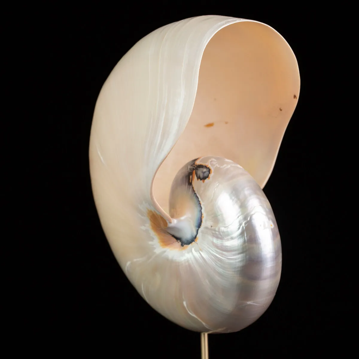 Nautilus in Madreperla su Base Decorativa: Eleganza Moderna dal Fascino Settecentesco.