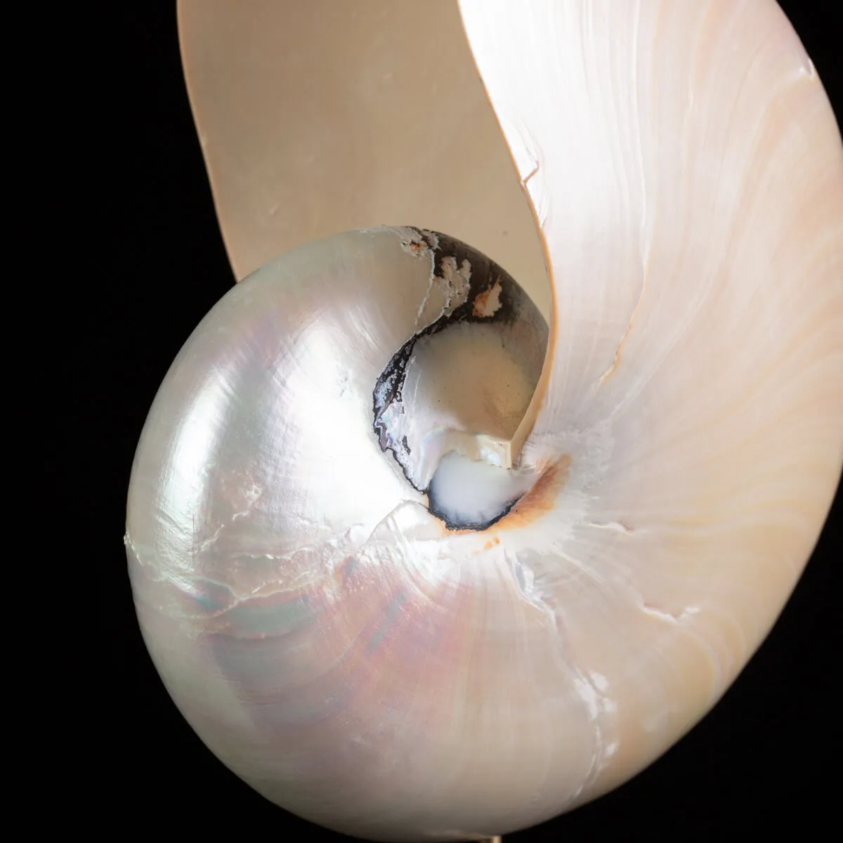 Nautilus in Madreperla: Una Meraviglia Naturale.