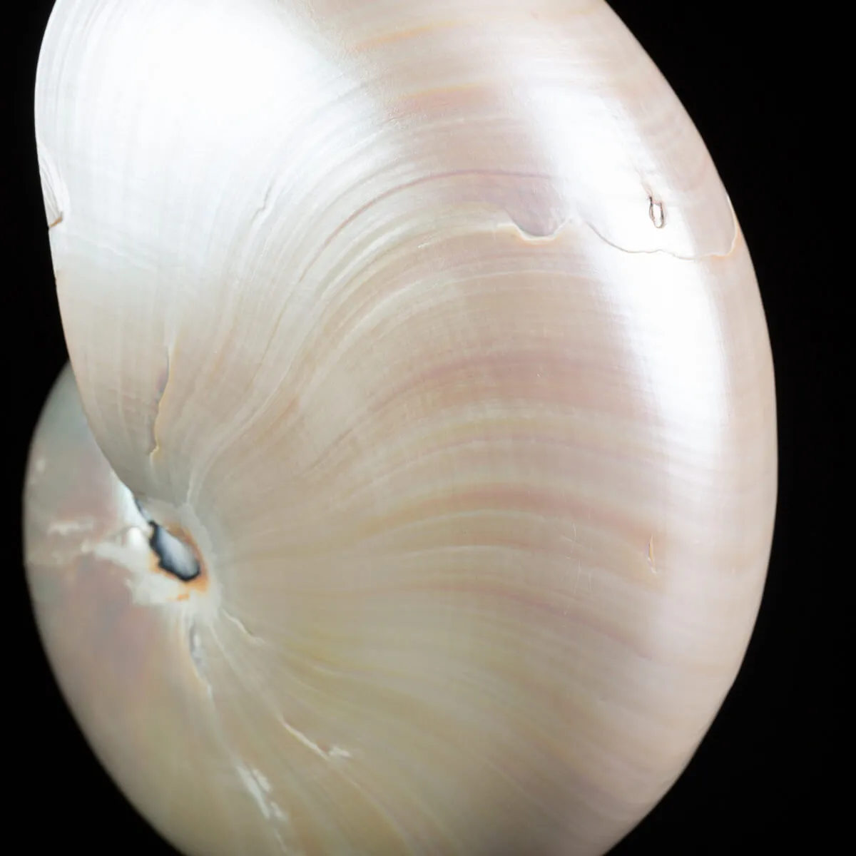 Nautilus in Madreperla: Una Meraviglia Naturale.
