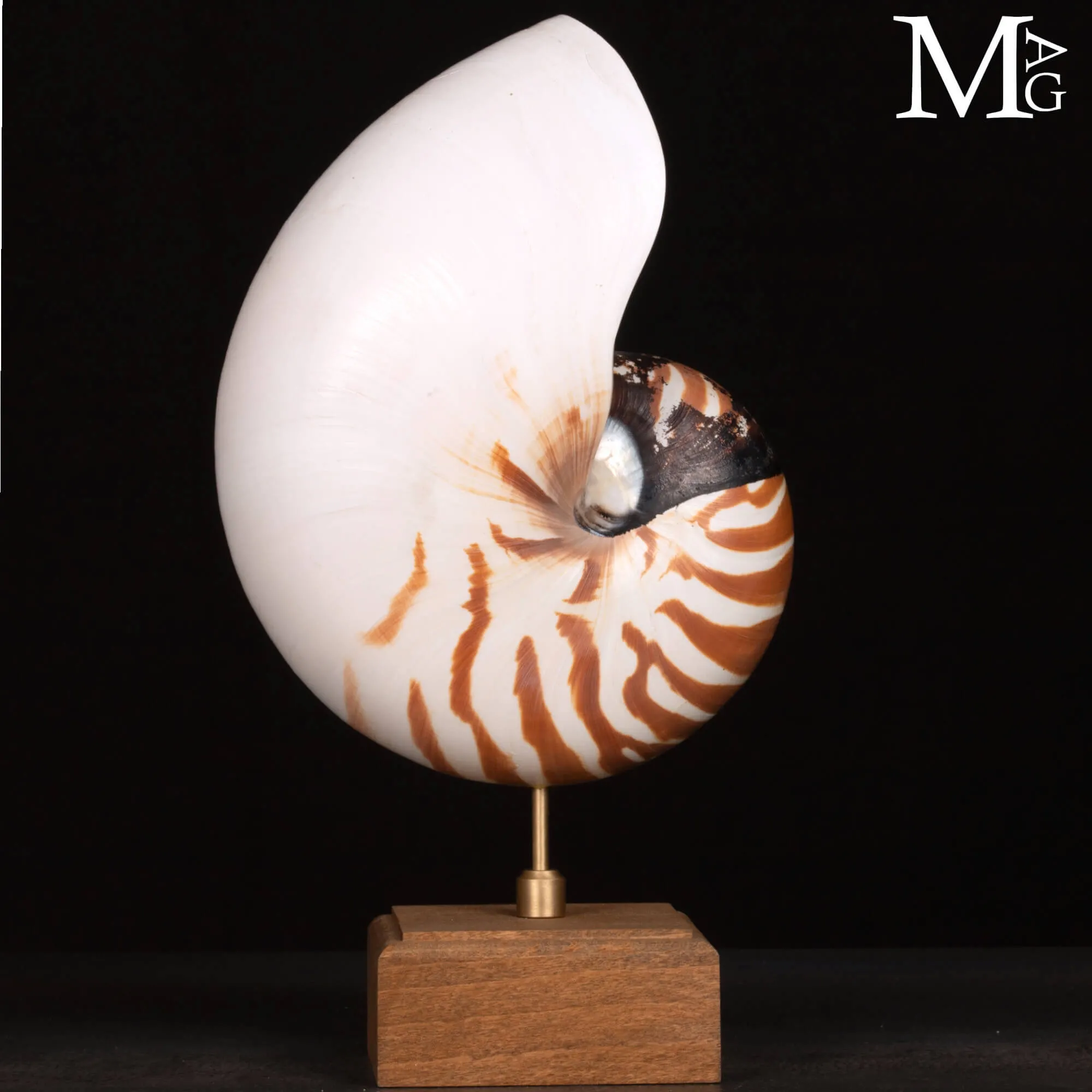 Nautilus Pompilius su base in legno