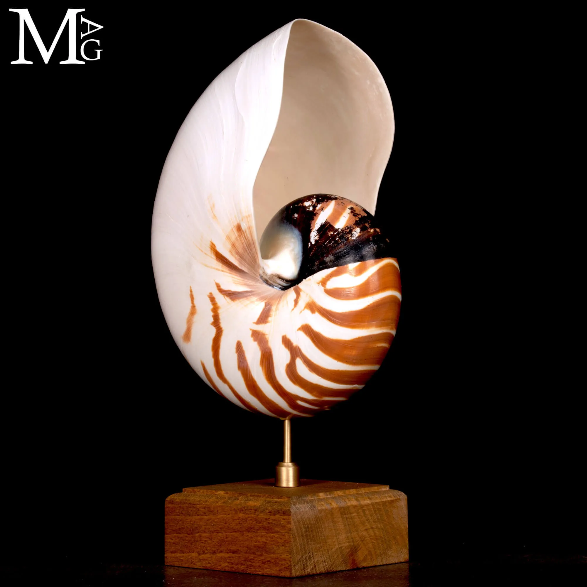 Nautilus Pompilius su base in legno