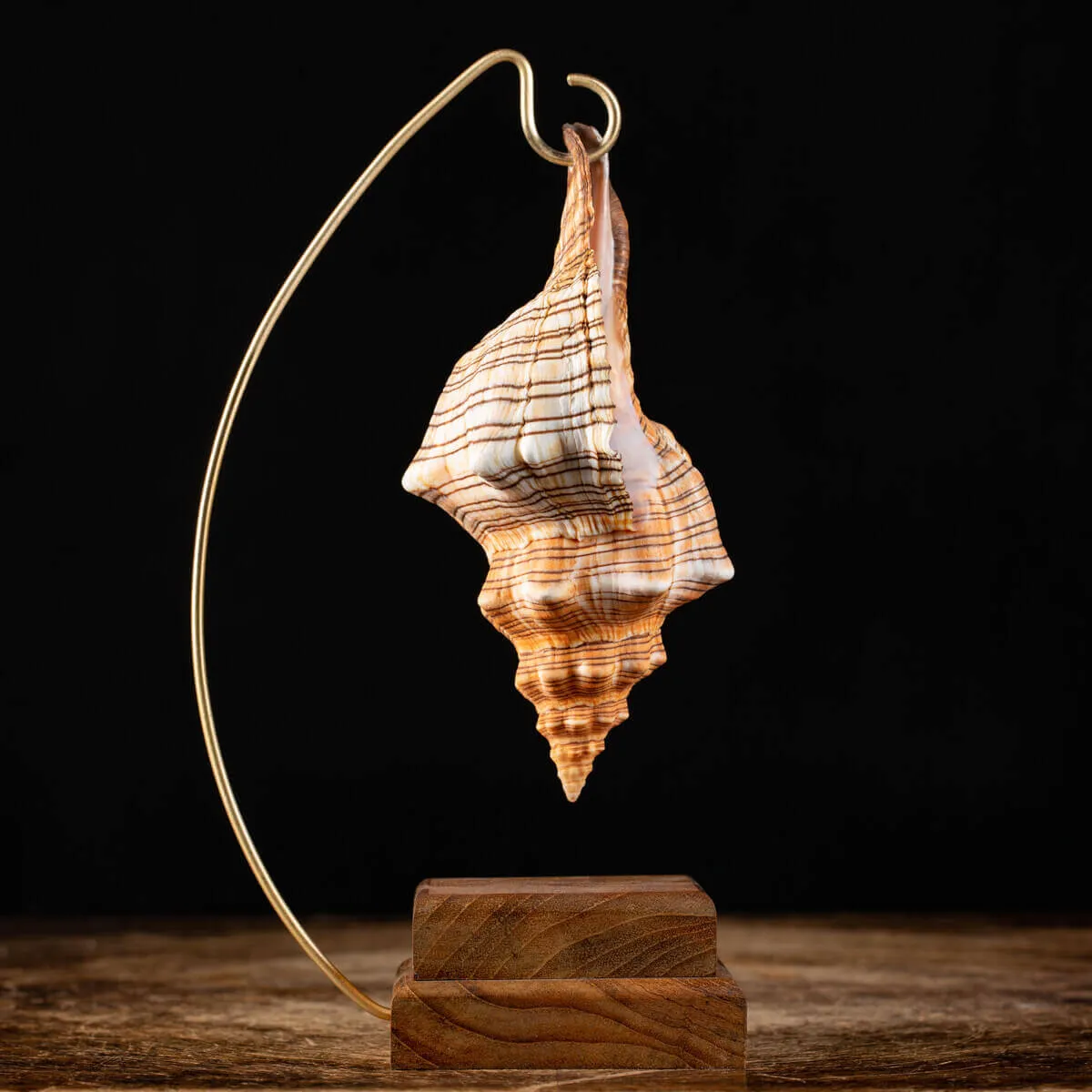 Conchiglia Pleuroploca Trapezium