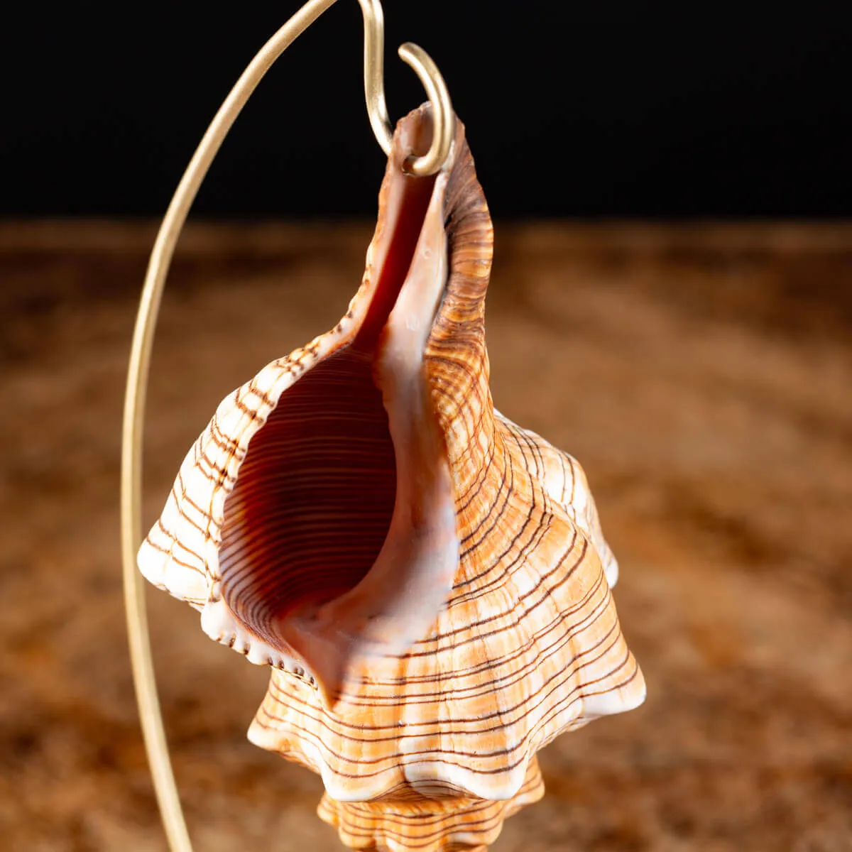 Conchiglia Pleuroploca Trapezium