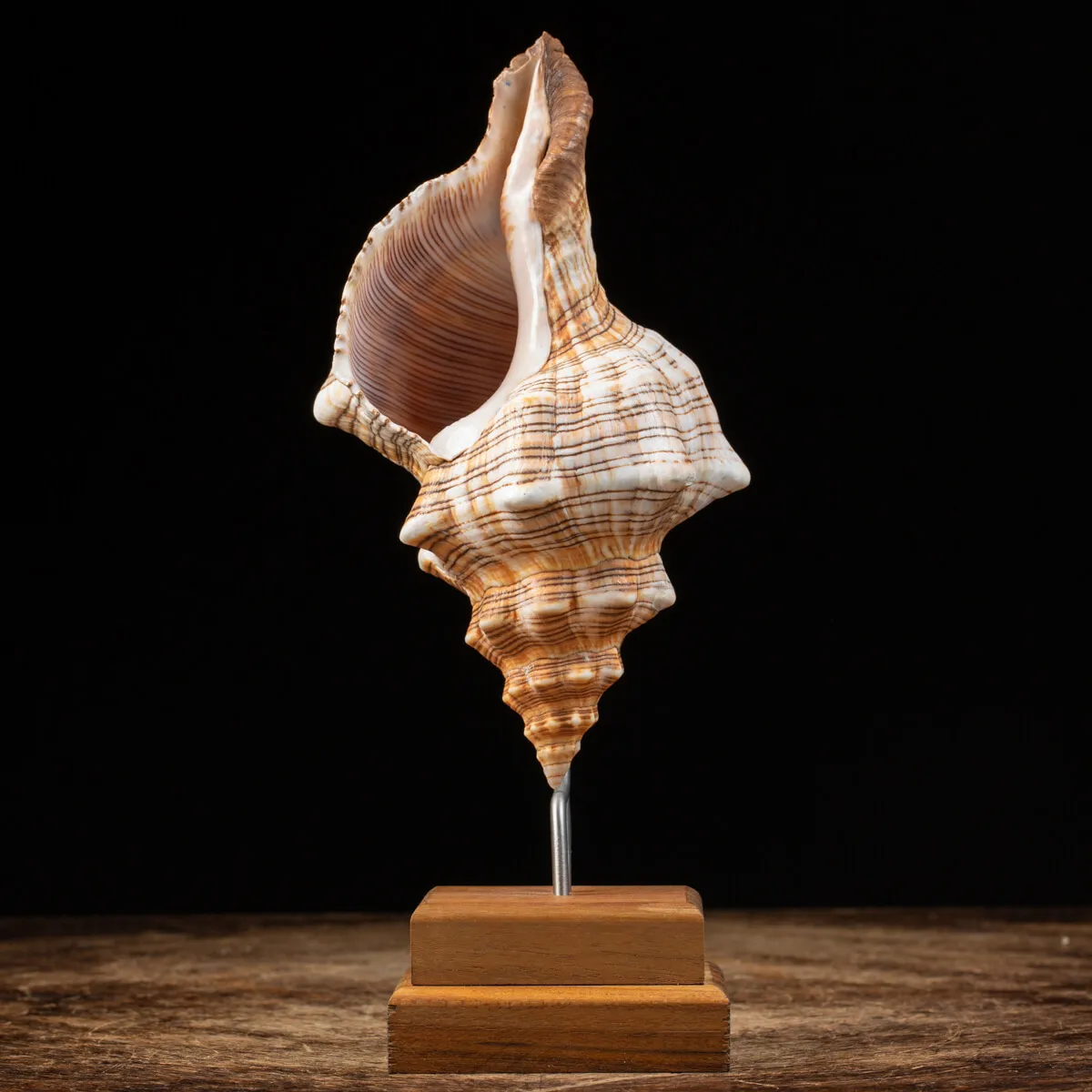 Pleuroploca Trapezium su Base